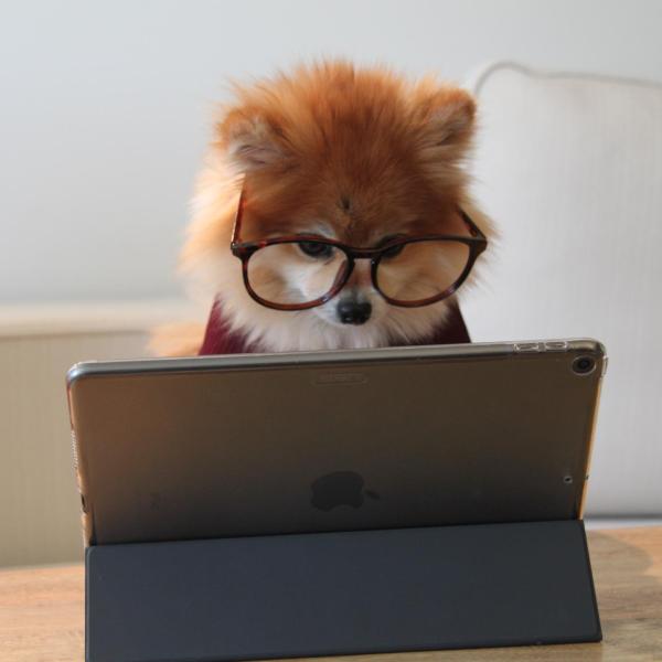 Small dog with glasses in front of a iPad