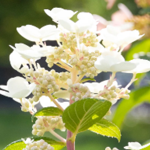 White flower