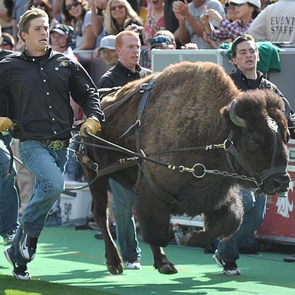 Ralphie running on Folsom Field