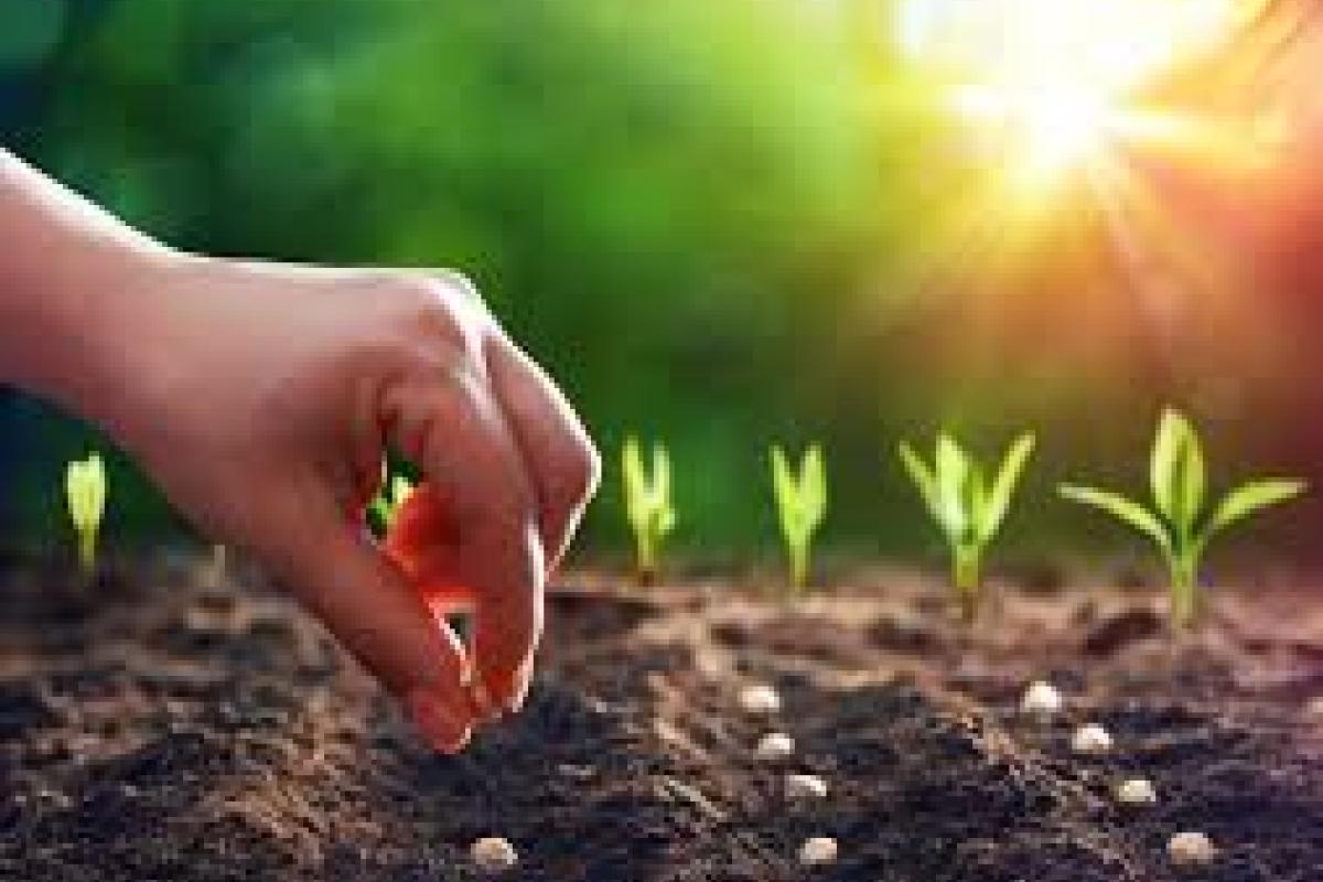 Planting Seeds
