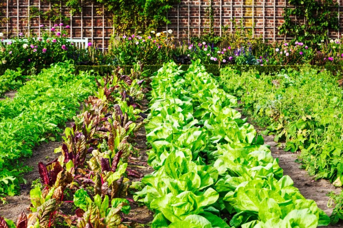 Garden Photo