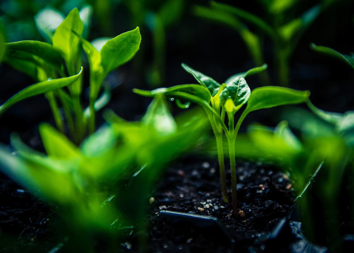 plant seedlings just sprouting from the ground