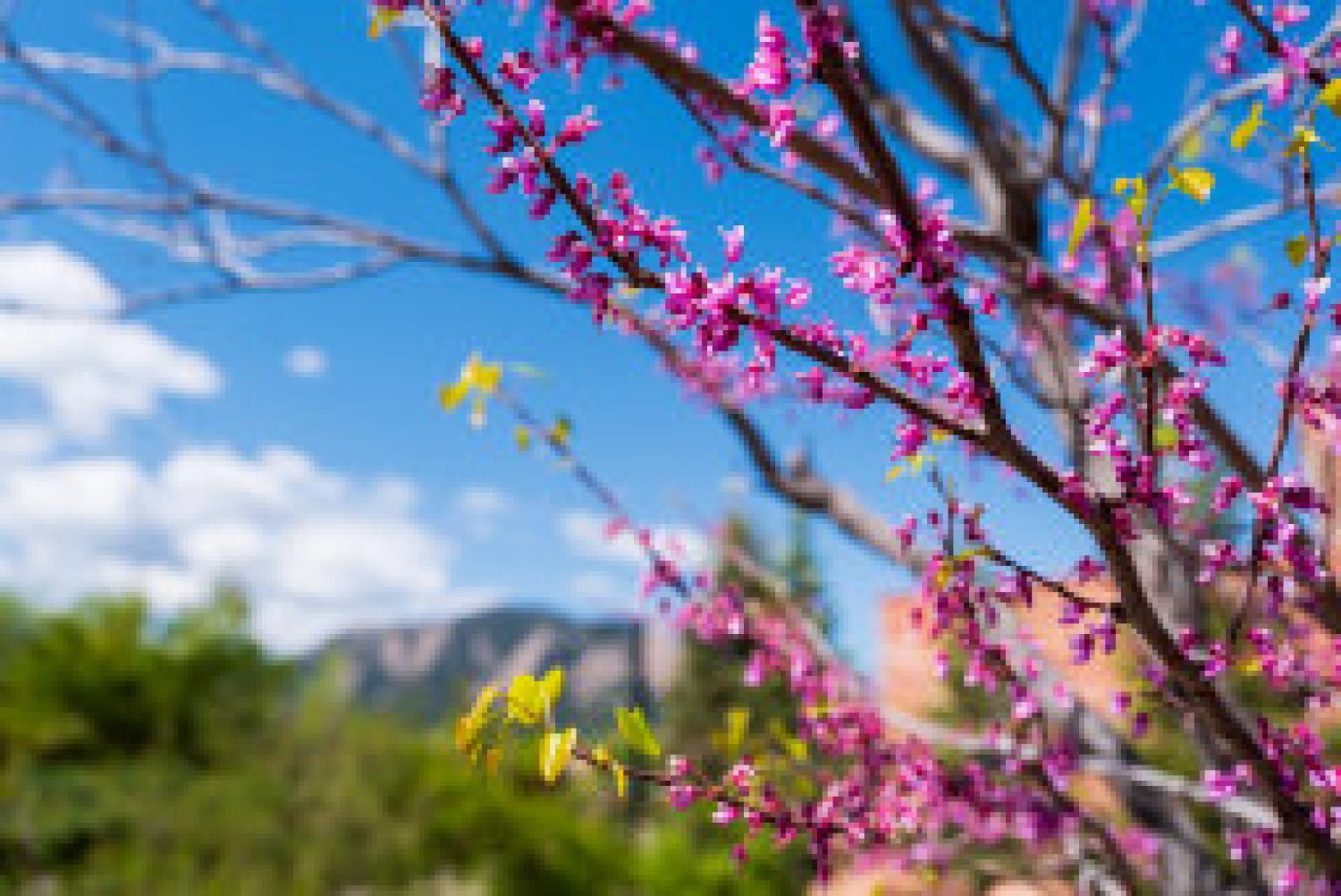 Flower buds on a tree