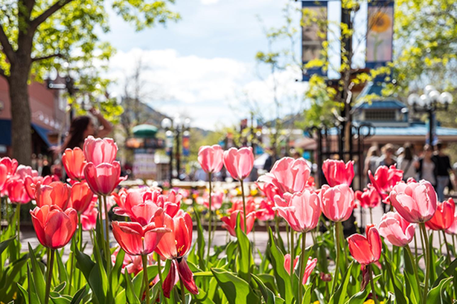 Downtown Boulder