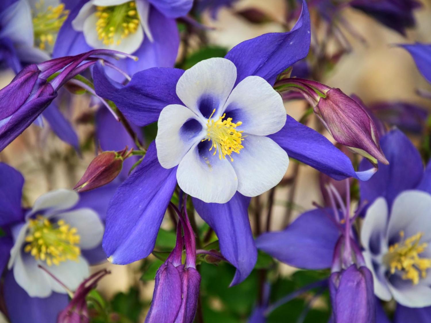 Columbine flowers