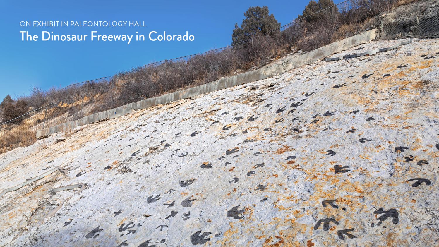 Text "On exhibit in Paleontology Hall The Dinosaur Freeway in Colorado" superimposed over a hillside with brush and what appear to be dinosaur footprints