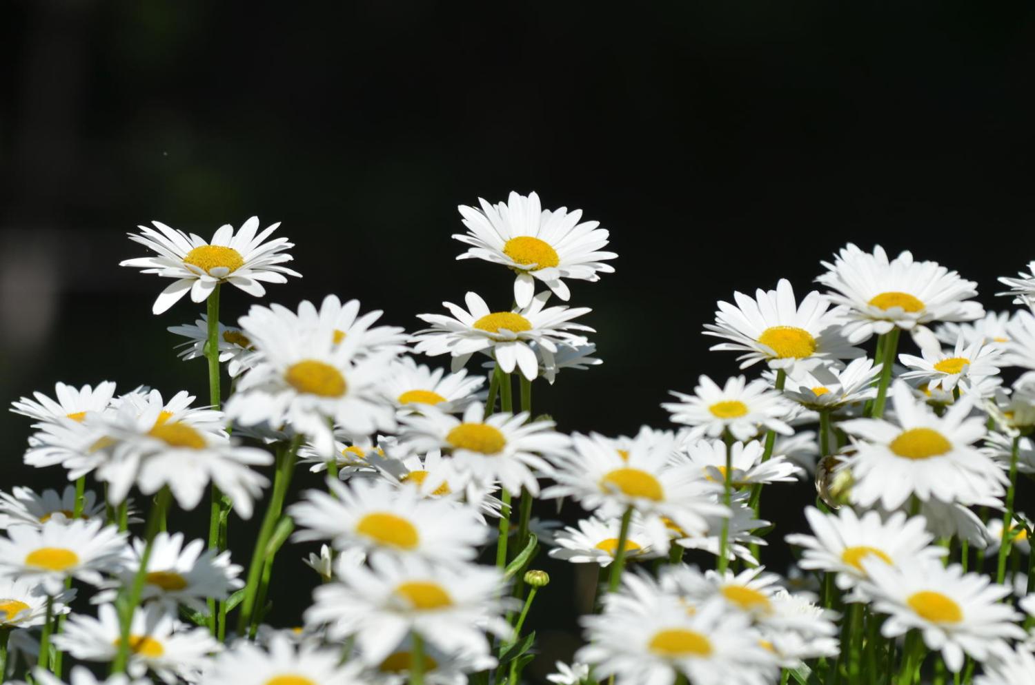 Field of wildflowers