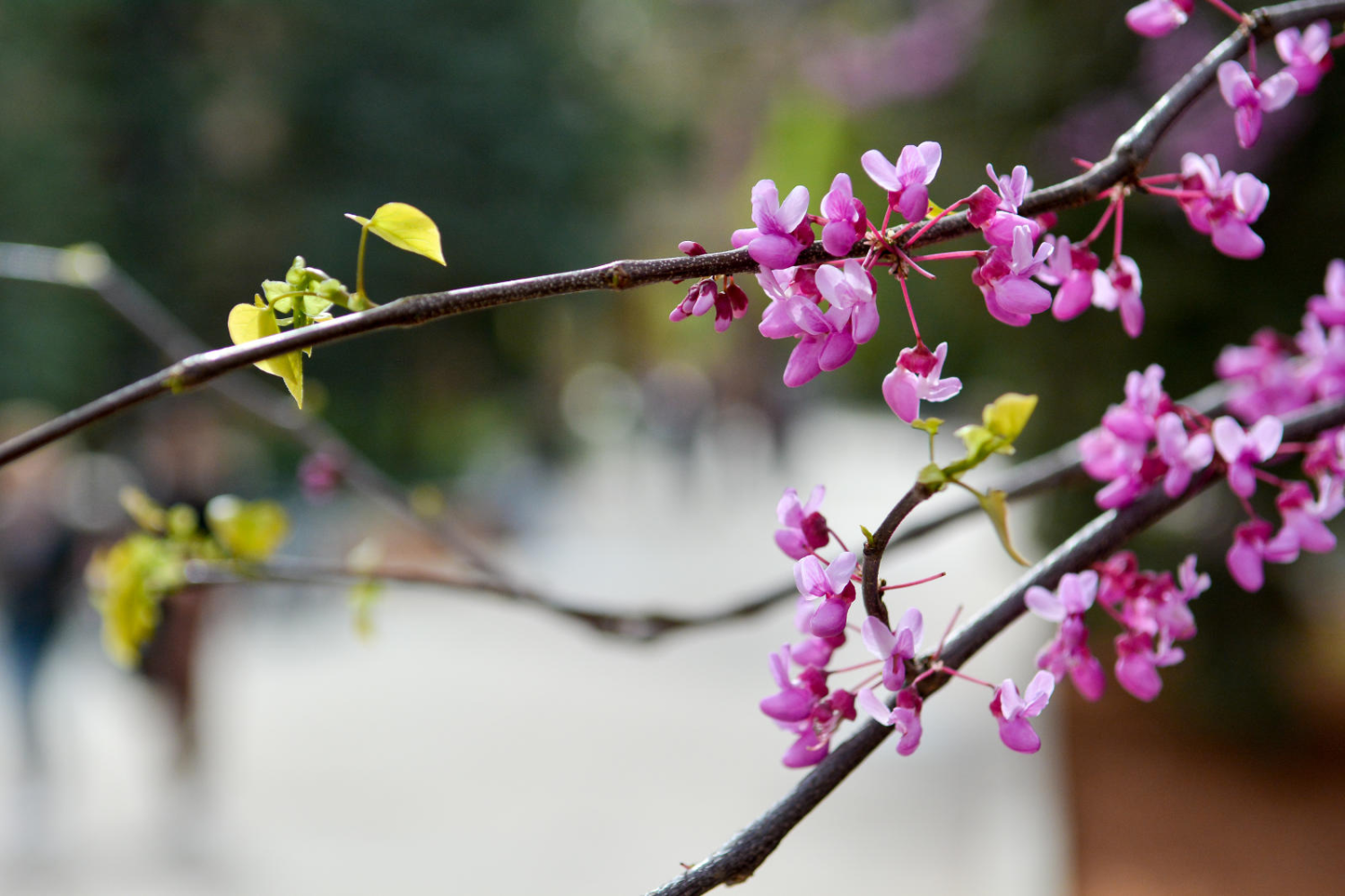 Tree branch with pink flowers in bloom
