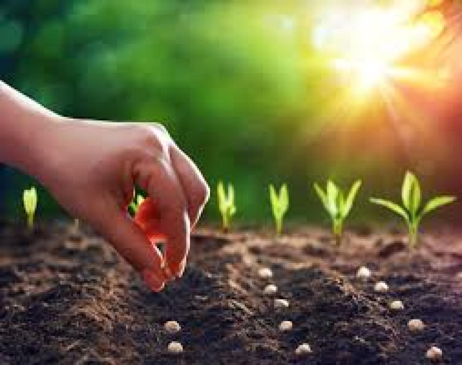 Planting Seeds Photo