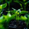 plant seedlings just sprouting from the ground