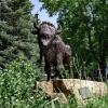 Ralphie statue surrounded by greenery