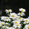 White flowers