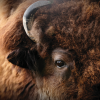Buffalo