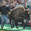 Ralphie running on Folsom Field