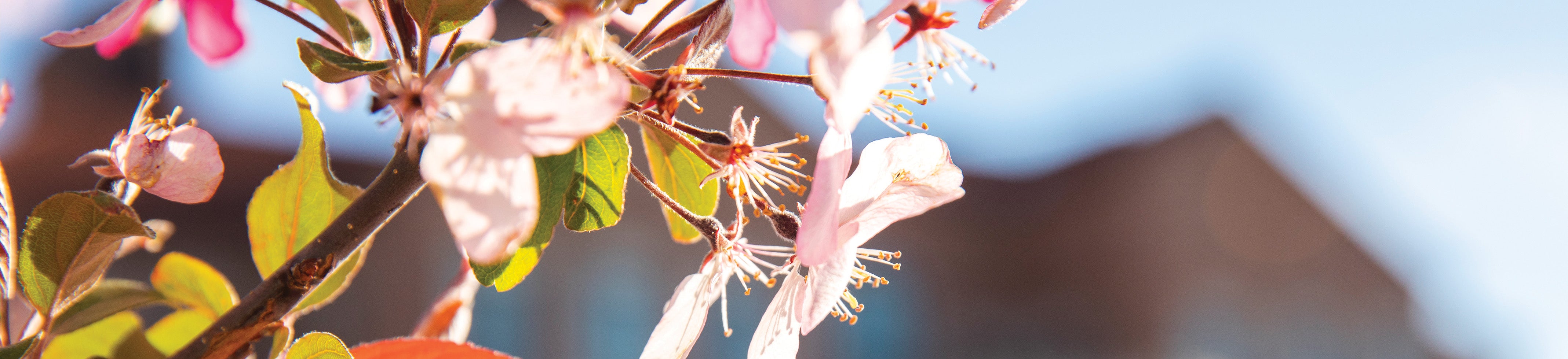 spring
