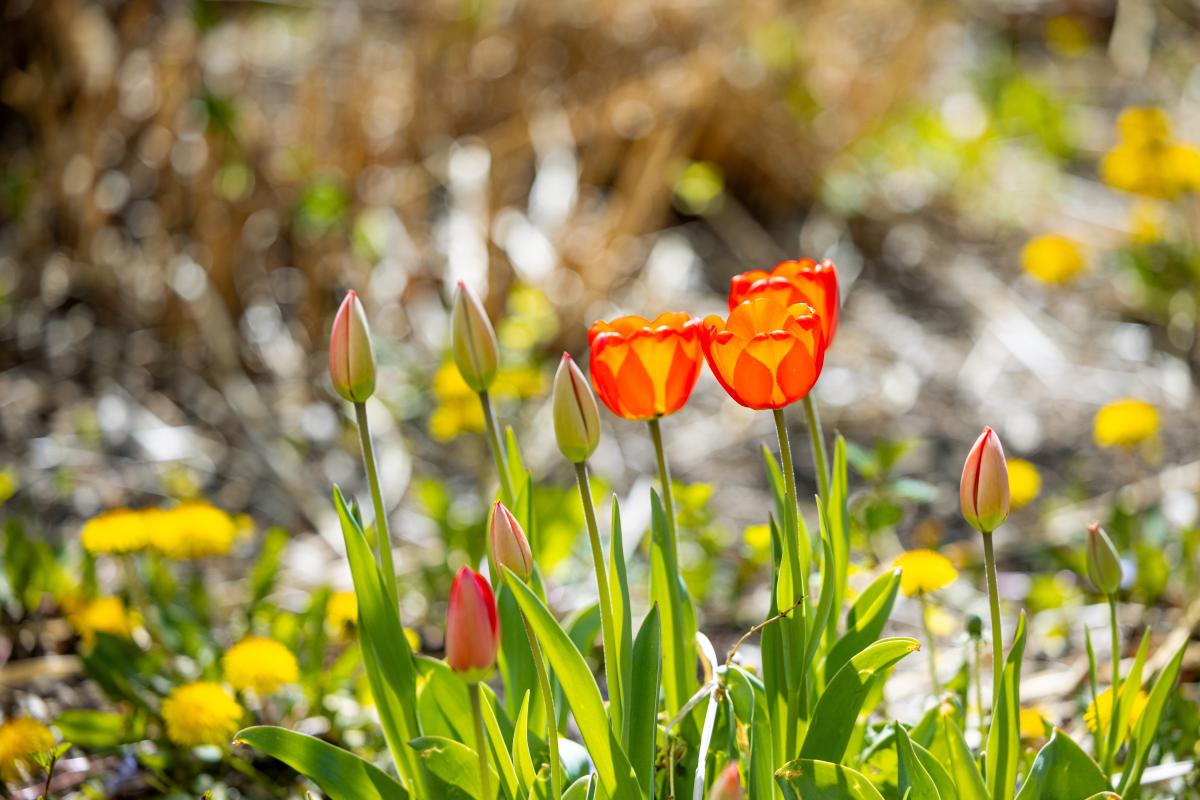 Red and yellow flowers