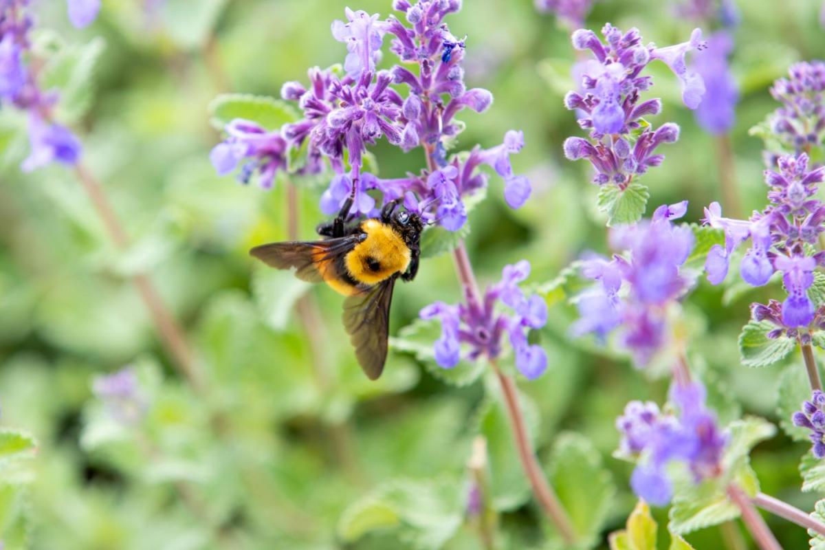 Bee on a flower