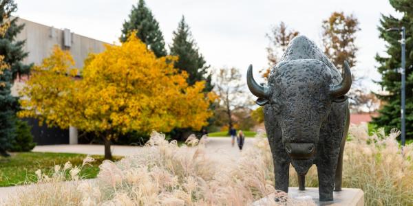 A statue of a buffalo on campus