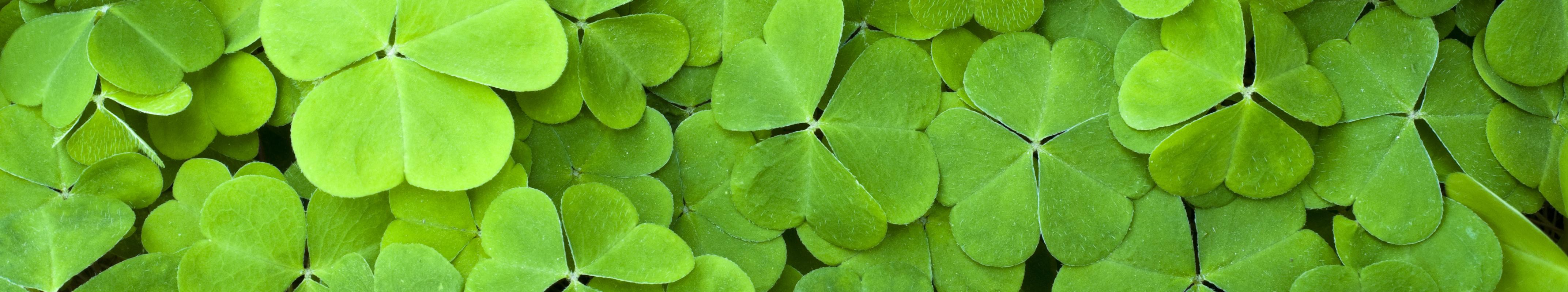 Four-leaf clover