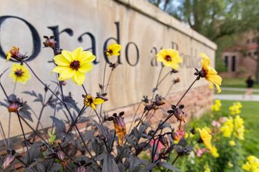 yellow flowers