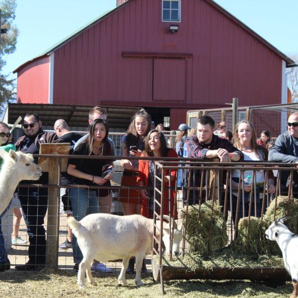 Petting zoo at the pumpkin patch