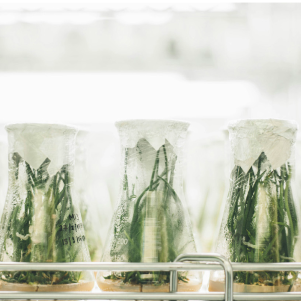 Propagation techniques are key for scaling genetically modified plants for pharmaceutical use.