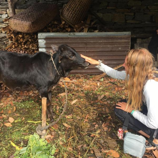 A HEAL student petting a cow.