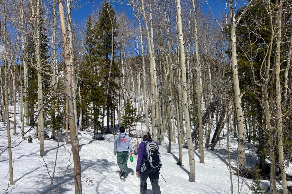 group of people hiking through snowy aspen woods