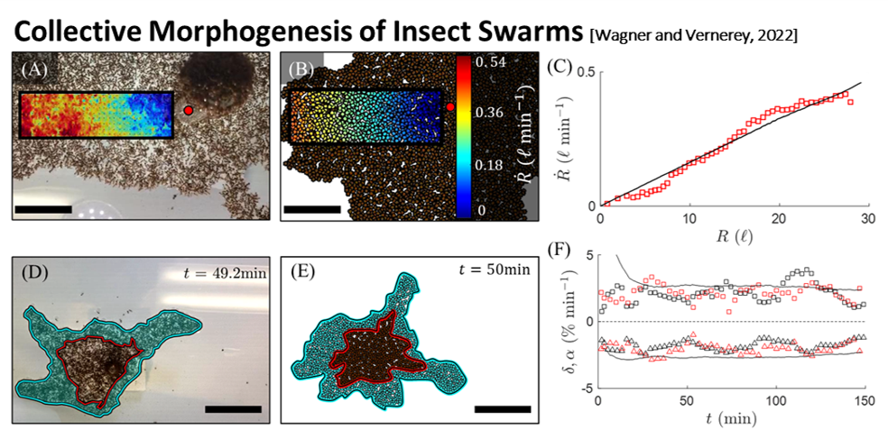 Collective insect morphogenesis