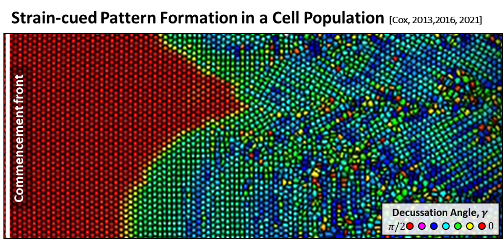 Cell pattern formation