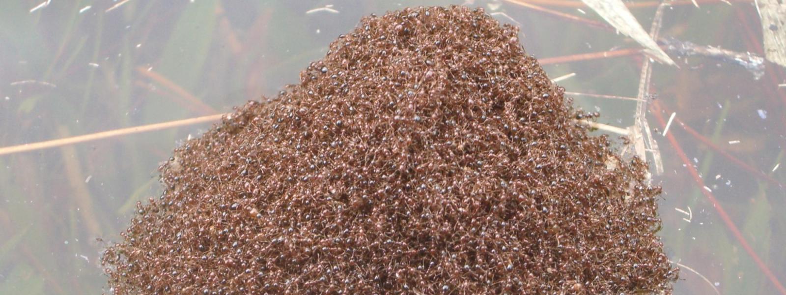 Ants