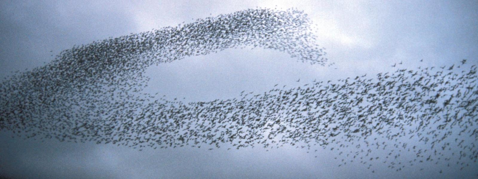Birds