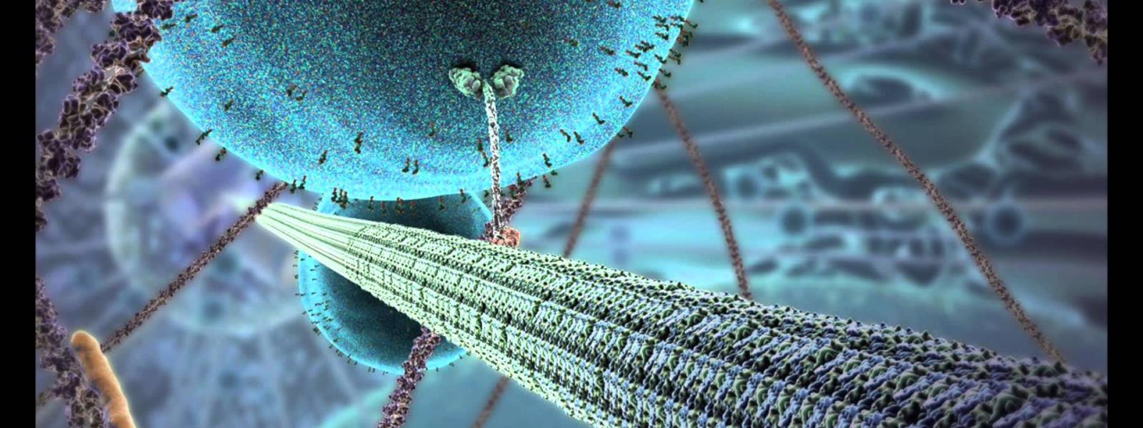Motor proteins