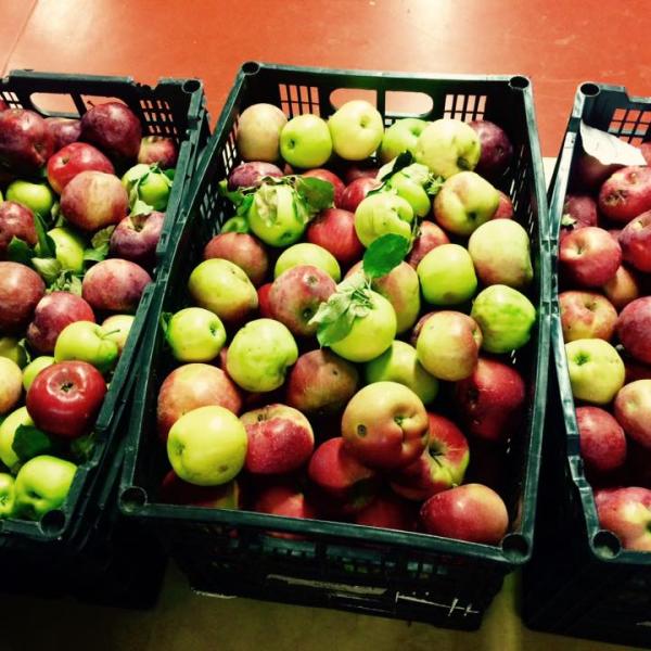 apples
