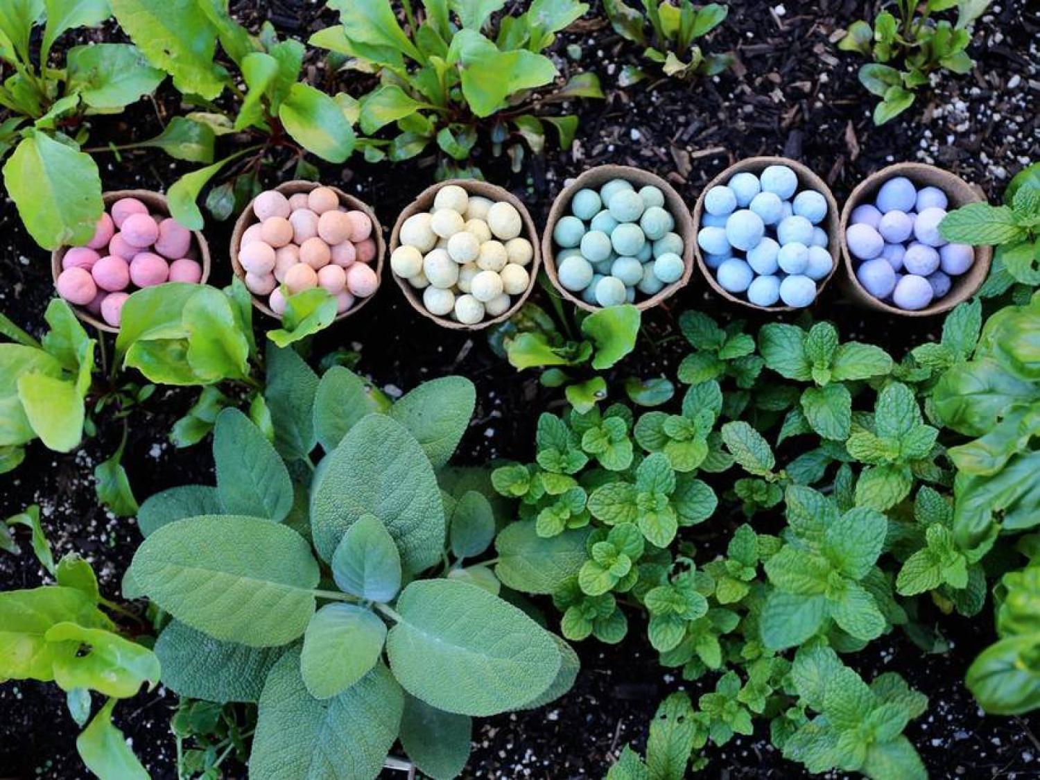 seed bombs