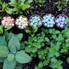 seedbombs