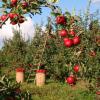 apples