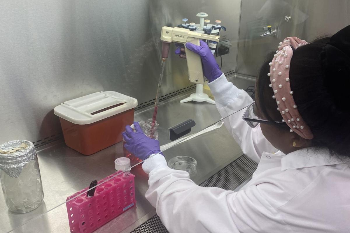 Black undergraduate student wearing a labcoat and lab gloves uses a serological pipette in a biosafety cabinet.