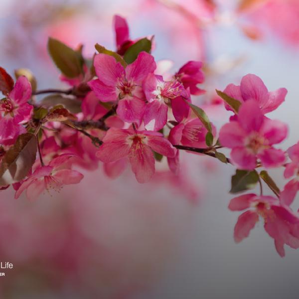 Pink flowers
