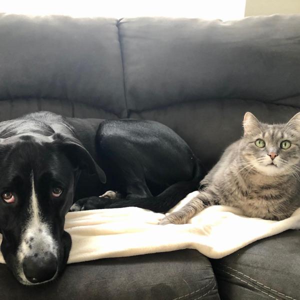 Beesly (dog) and Charlie (cat) - Meg Murray, Disability Services
