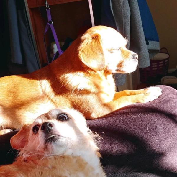 Josie and Wilson - Chelsea Lynch, SA Finance