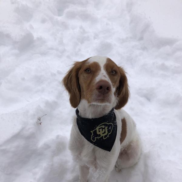 Pawsident Hairy S. Truman - Lucy Vogt, Center for Student Involvement