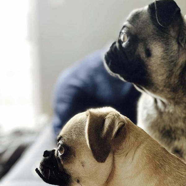 Pugtato Chip and Pugtato Dip - Zabrian Oglesby, Residence Life