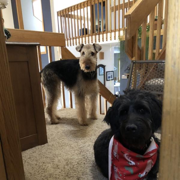 Rory (black one) and Stevie (tan and black one) - Colin Spaulding, Center for Student Involvement, and Kim Kruchen, Office of Assessment & Planning