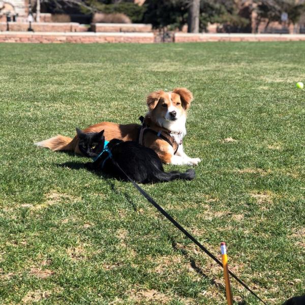 Tails (dog) and Tavi (cat) - Austin Rose, Residence Life