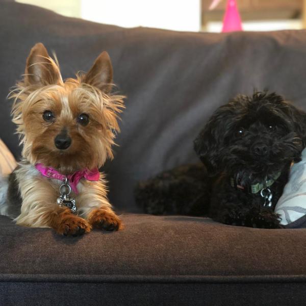 Zoey and Pablo - Kendyl Polson, Veteran and Military Affairs