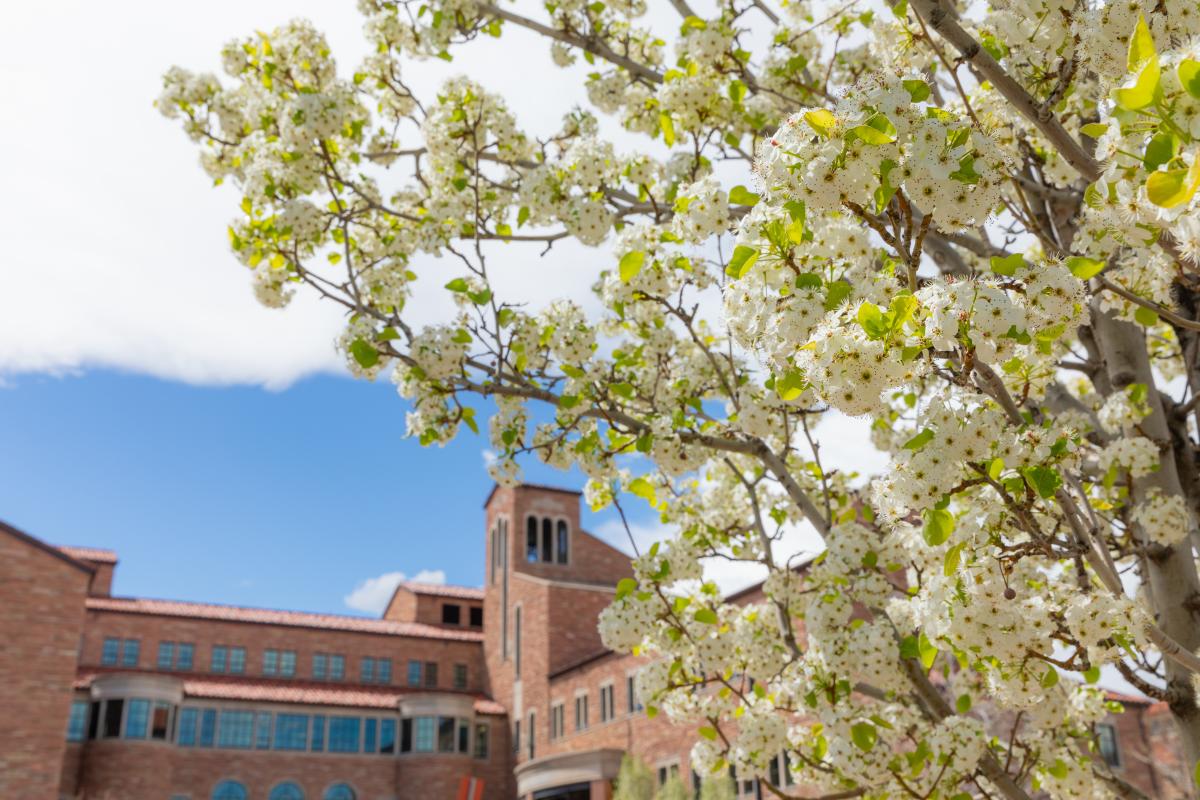 Campus Scenic