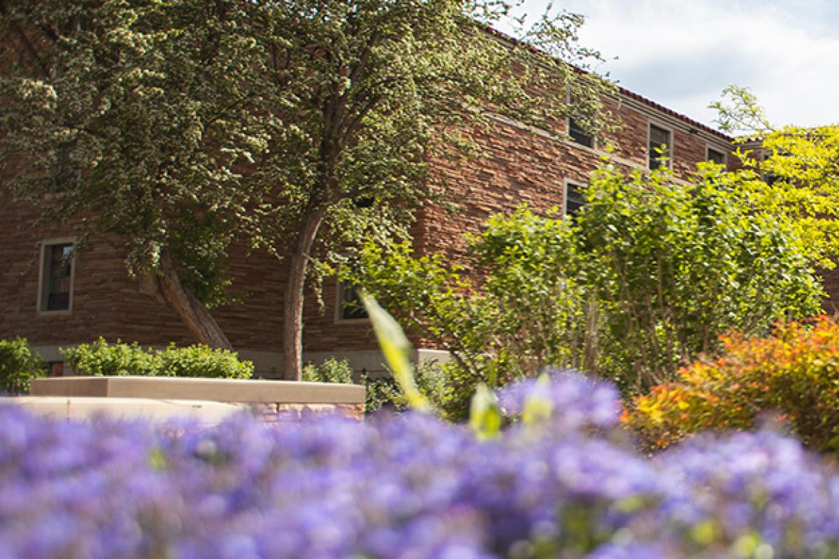 purple flowers with buildings behind