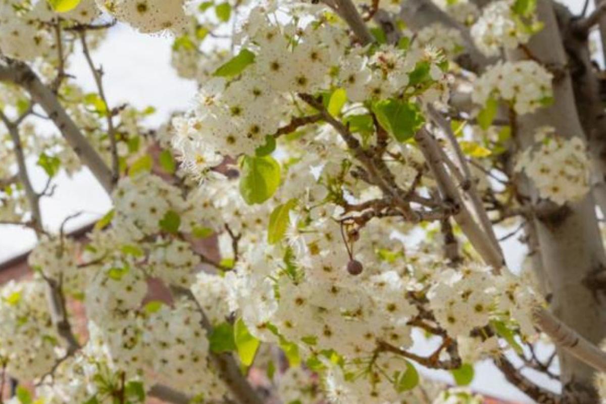 spring flowers