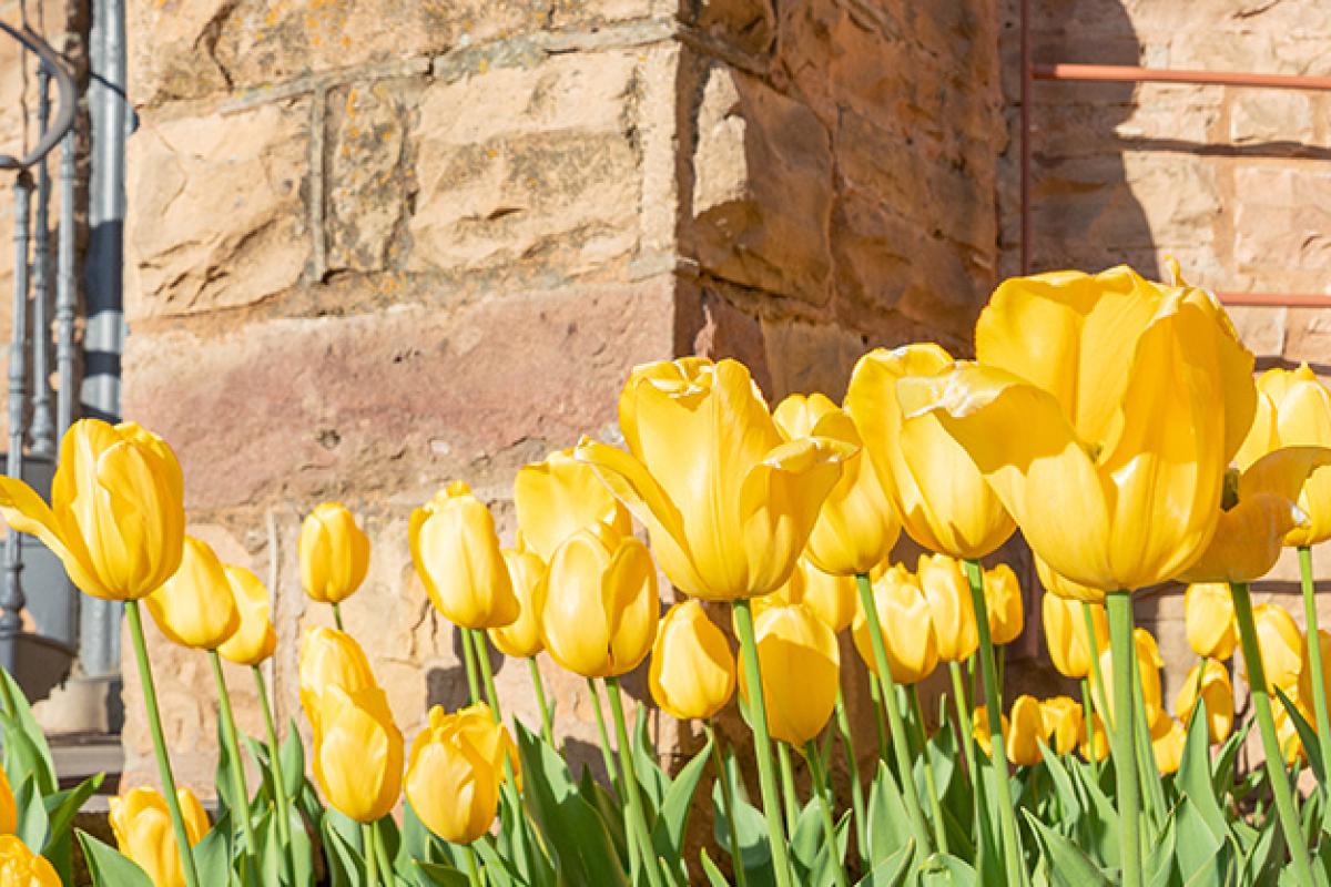 Tulips
